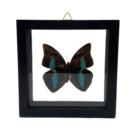 Real Mounted Butterfly: Single Blue Butterfly, 3D Floating Frame. Archaeopona Demophoon.
