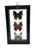 Real Framed Triple Butterfly: Memphis Acidalia, Zaretis Isidora, Pieriballia Viardi.