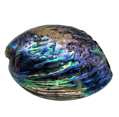 Gem Quality Paua Abalone Shell Smudge Dish, Double-side polished sustainable New Zealand Abalone