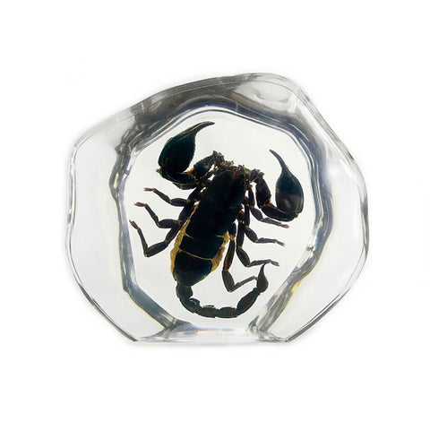 Real Scorpion Desktop Decoration: 2 Shapes
