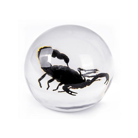 Real Insect Globe Decorations: Black Scorpion and Green Chafer Beetle