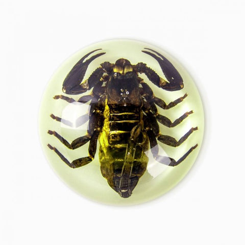 Real Insect Half Dome Paperweights: Scorpions, Tarantulas and Green Chafer Beetles