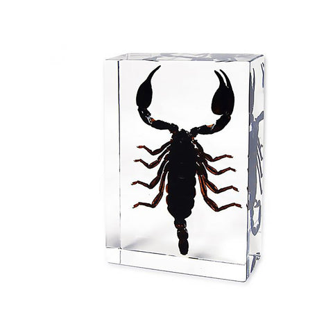 Real Scorpion Desktop Decoration: 2 Shapes