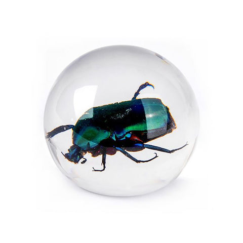 Real Insect Globe Decorations: Black Scorpion and Green Chafer Beetle
