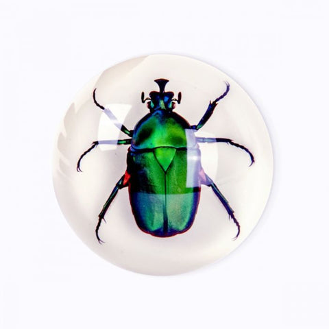 Real Insect Half Dome Paperweights: Scorpions, Tarantulas and Green Chafer Beetles