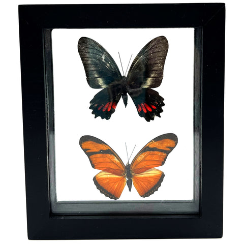 Framed Double Real Butterfly: Heraclides Hyppassion & Anartia Amathea