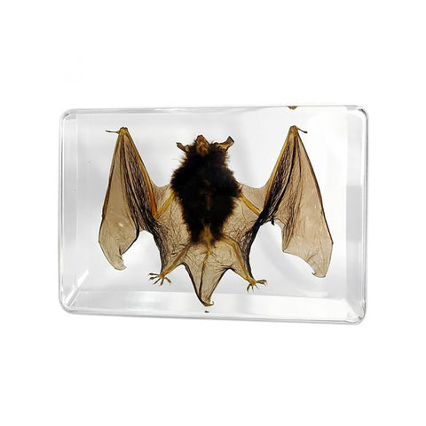 Real Bat Desktop Decoration: 2 Sizes