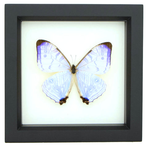 Real "Pearl Morpho" Mounted Butterfly: Morpho Sulkowski. Single Butterfly, 3D Floating Frame