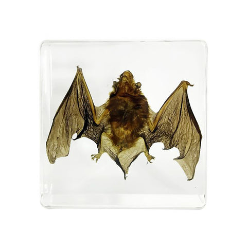 Real Bat Desktop Decoration: 2 Sizes