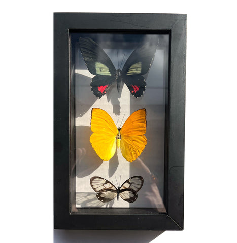 Triple Butterfly in Black Frame: Parides Vertumnus, Apricot Sulphur (Phoebis Argante), Zavaleta Glasswing (Godyris Zavaletta)