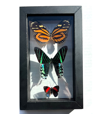 Triple Butterfly in Black Frame: Lycorea Halia, Urania Leilus, Callicore Hesperis