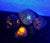 Lake Superior Emberlite, Fluorescent Sodalite from Michigan's Upper Peninsula