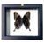 Real Mounted Butterfly: Single Blue Swallowtail Butterfly, 3D Floating Frame. Papilionidae