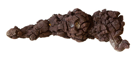 Coprolite: Large Fossilized Turtle Poop, Well Done Goods