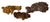 Coprolite: Fossilized Prehistoric Poop, Well Done Goods