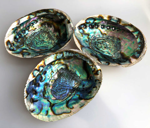 Abalone Smudge Dish, 5"-8" Natural Shell Smudging Bowl
