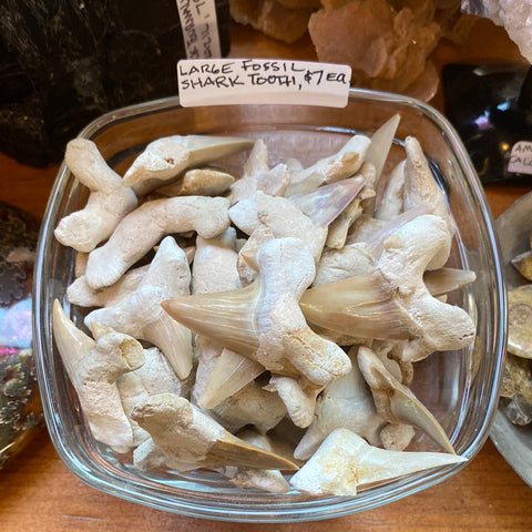 Shark Teeth Large Fossil