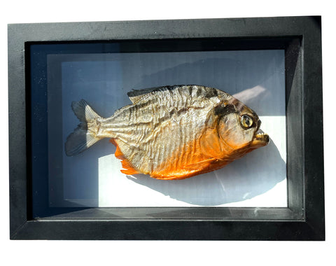 Piranha Specimen Mount. Single Fish in Black Frame: Serrasalmus Nattereri