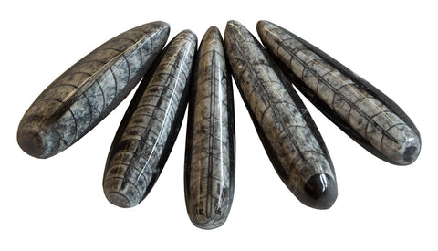 Orthoceras Fossils, Black Marble Matrix
