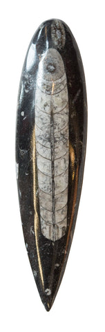 Orthoceras Fossils, Black Marble Matrix