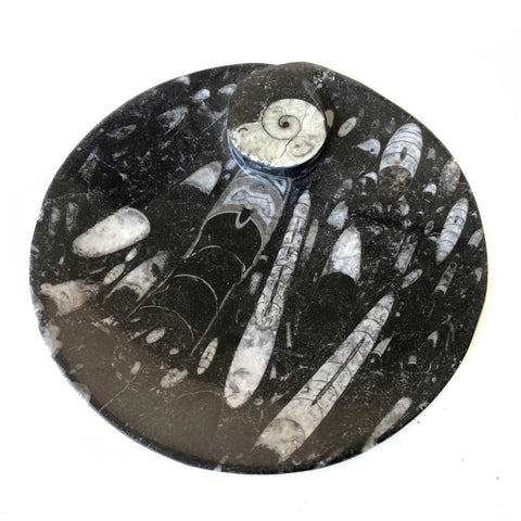 Hand Carved Fossil Dish, Smudging Bowl: Orthoceras & Ammonite Black Marble Plate, round