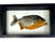 Real Piranha Specimen Mount. Single Fish in Black Frame: Serrasalmus Nattereri