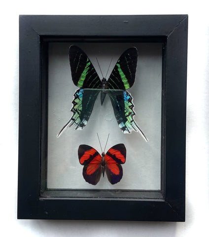 Framed Real Double Butterfly: Green-Banded Urania (Urania Leilus), Temenis Pulchra