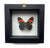 Real Mounted Butterfly: Single Red & Black Butterfly, 3D Floating Frame. Pereute Callinira