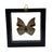 Real Mounted Butterfly: Single Blue Butterfly, 3D Floating Frame. Archaeopona Demophoon.