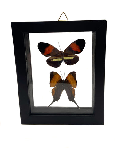 Framed Double Real Butterfly: Heliconius Erato & Marpesia Marcella
