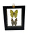 Framed Double Real Butterfly: Rhabodryas Trite & Doxocopa Laurentia