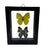 Framed Double Real Butterfly: Rhabodryas Trite & Doxocopa Laurentia