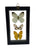 Real Framed Triple Butterfly: Ganyra Phaloe, Godyris Zavaletta, Phoebis Argante.