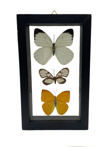 Real Framed Triple Butterfly: Ganyra Phaloe, Godyris Zavaletta, Phoebis Argante.