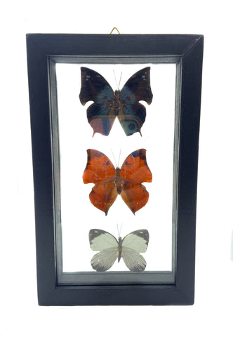 Real Framed Triple Butterfly: Memphis Acidalia, Zaretis Isidora, Pieriballia Viardi.