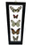 Real Framed Five Butterflies: Methona Confusa, Catagramma Hystaspes, Ganyra Phaloe, Danaus Plexippus, Doxocopa Laurnetia