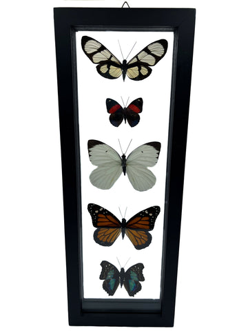 Real Framed Five Butterflies: Methona Confusa, Catagramma Hystaspes, Ganyra Phaloe, Danaus Plexippus, Doxocopa Laurnetia