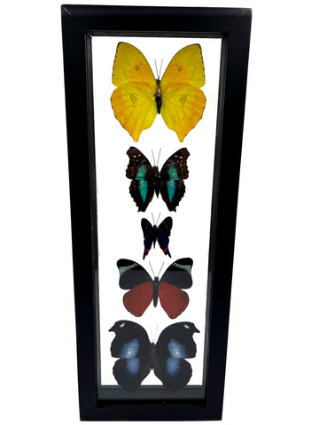 5 butterflies in black frame