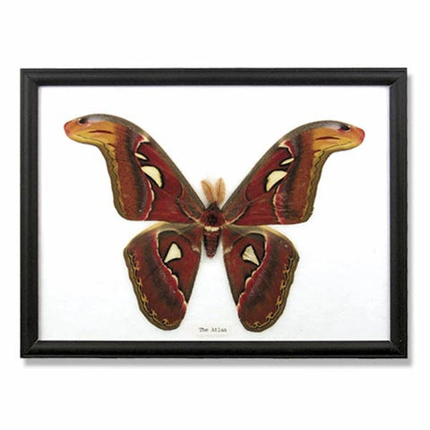 Giant Atlas Moth Specimen, Framed Real Attacus Atlas