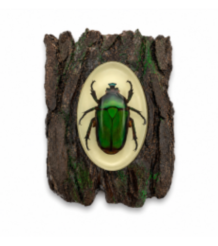 Real Insect Magnets on Realistic Background
