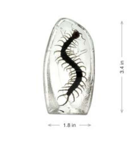 Real Insect Desktop Decoration
