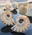 Classic Ammonite Fossil Cufflinks