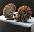 Classic Ammonite Fossil Cufflinks
