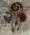 Ammonite Lapel Pin, Fossil Stone Brooch. Stick Pin, Hat Pin, Alternative Boutonniere