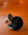 Black Ammonite Fossil Cufflinks, Rare Stone Cuff Links