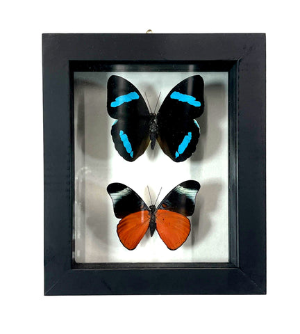 Framed Double Real Butterfly Shadowbox: Panacea Prola & Nessaea Hewitsoni - Insect Wall Art