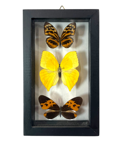 Real Framed Triple Butterfly Mount: Tithorea Harmonia, Phoebis Neocypris, Melinaea Marzaeus