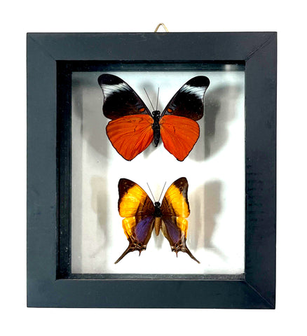 A black shadow box frame displaying two taxidermy butterfly specimens on a white background. The top butterfly has black and white wings with bright orange lower wings, and the bottom butterfly has yellow, orange, brown, and purple wings.