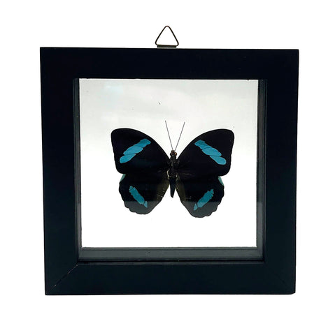 A black square framed taxidermy butterfly wall display featuring a black butterfly with bright blue wing accents, set against a white background.