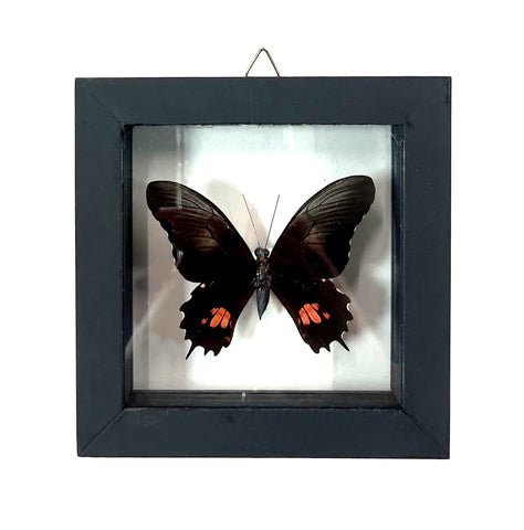 Real Mounted Butterfly: Ruby-Spotted Swallowtail. Single Black Butterfly, 3D Floating Frame. Heraclides Anchisiades